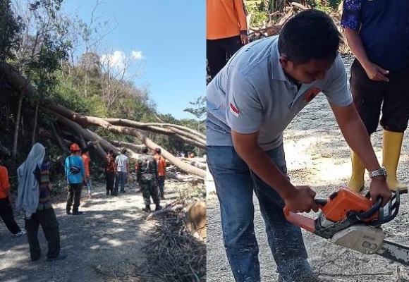 Hasil Mitigasi, BPBD KSB Lakukan Penebangan Pohon Jalur Seloto